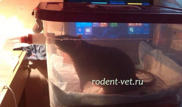 http://rodent-vet.ru/wp-content/uploads/2013/12/neb2.jpg