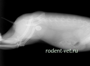 Мочекаменная болезнь у морских свинок лечение thumbnail